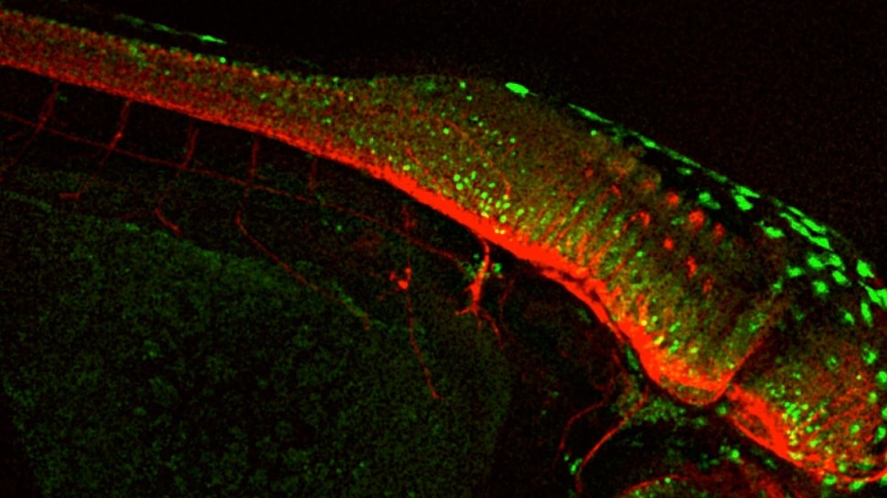 Imaging a living Zebrafish