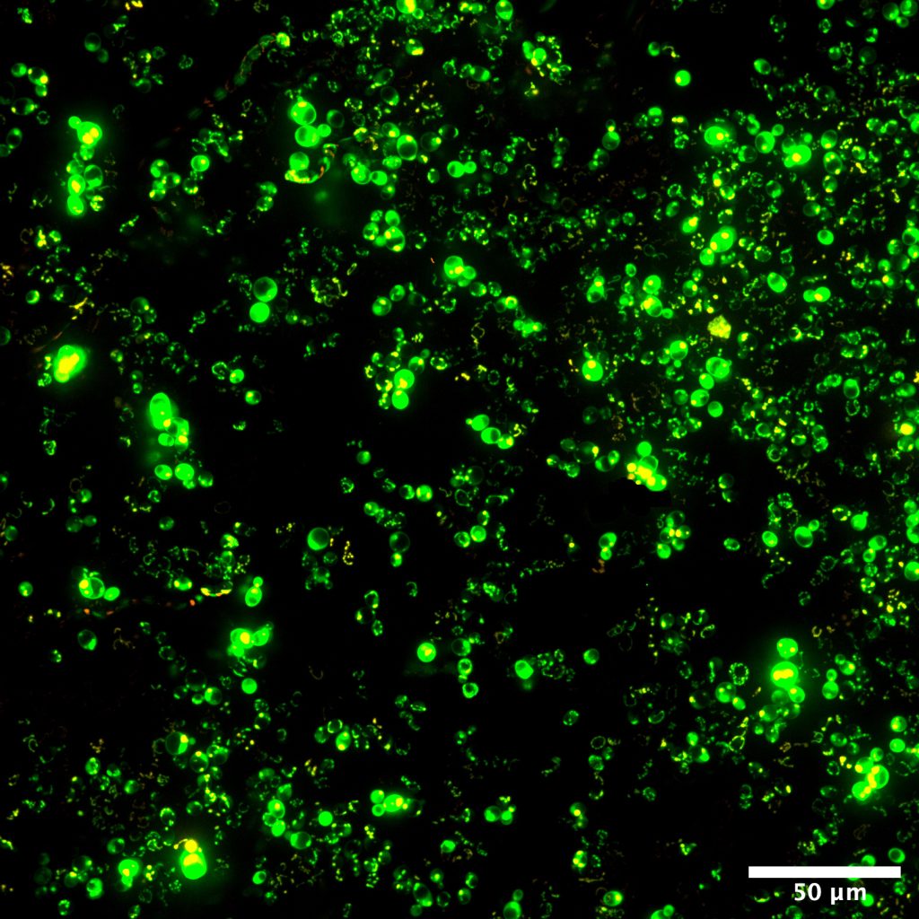 confocal microscopy 1