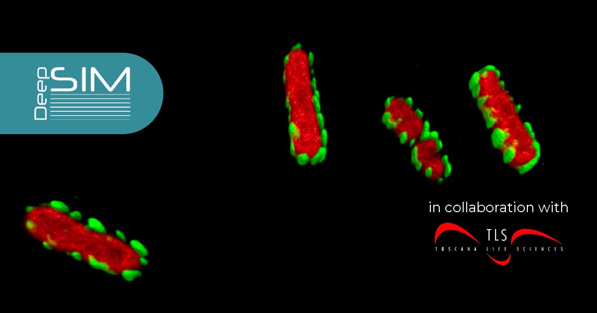 monoclonal antibodies 1