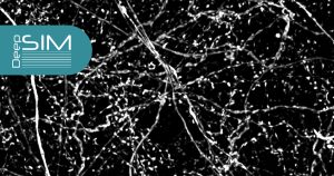 Deep Structured Illumination Microscopy of neurobiological samples