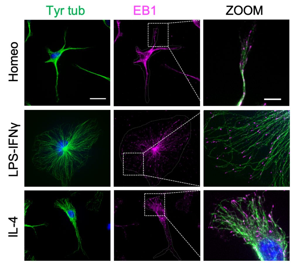 Confocal image