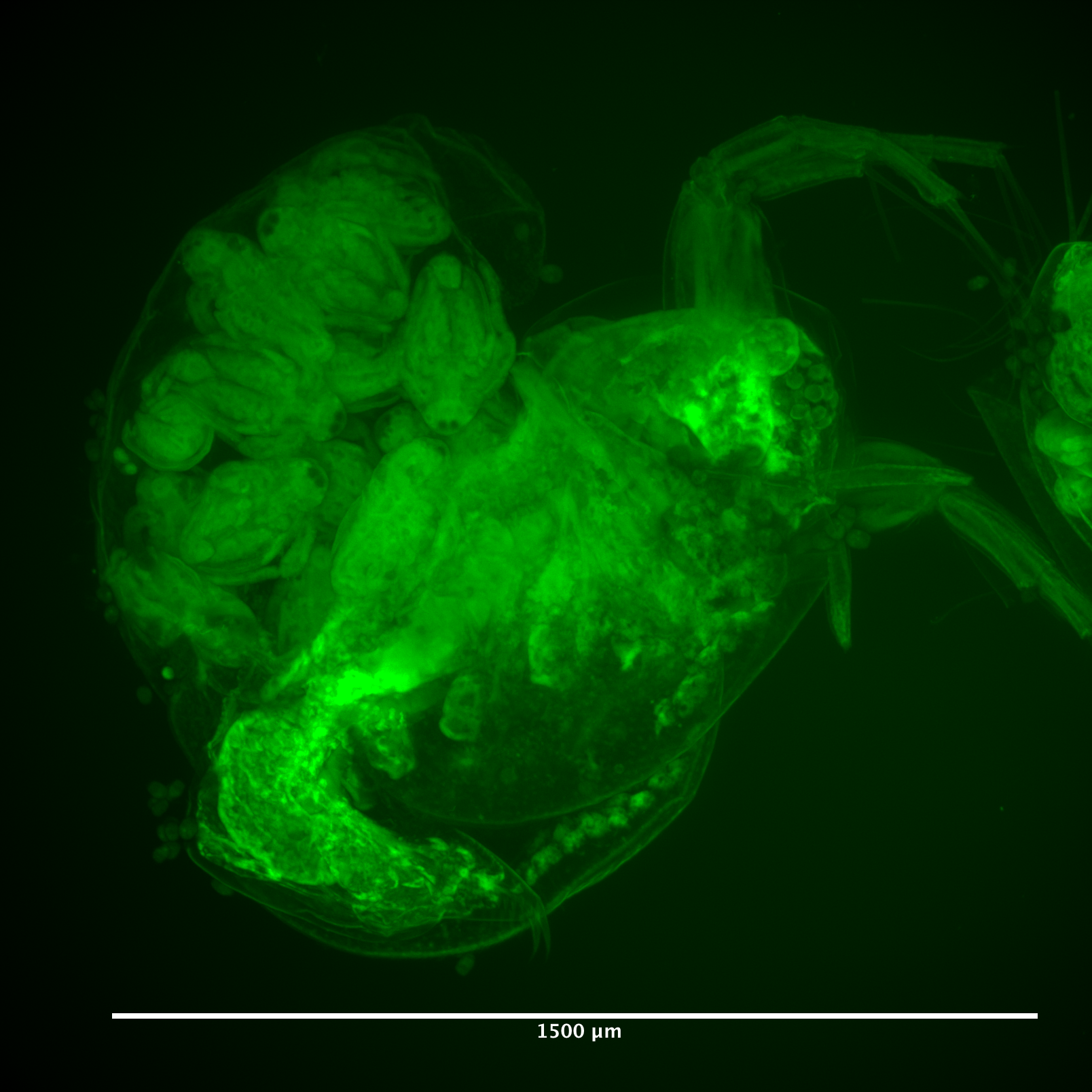 Daphnia_V2-L-FOV_Green.png Daphnia_V2-L-FOV_Green.png