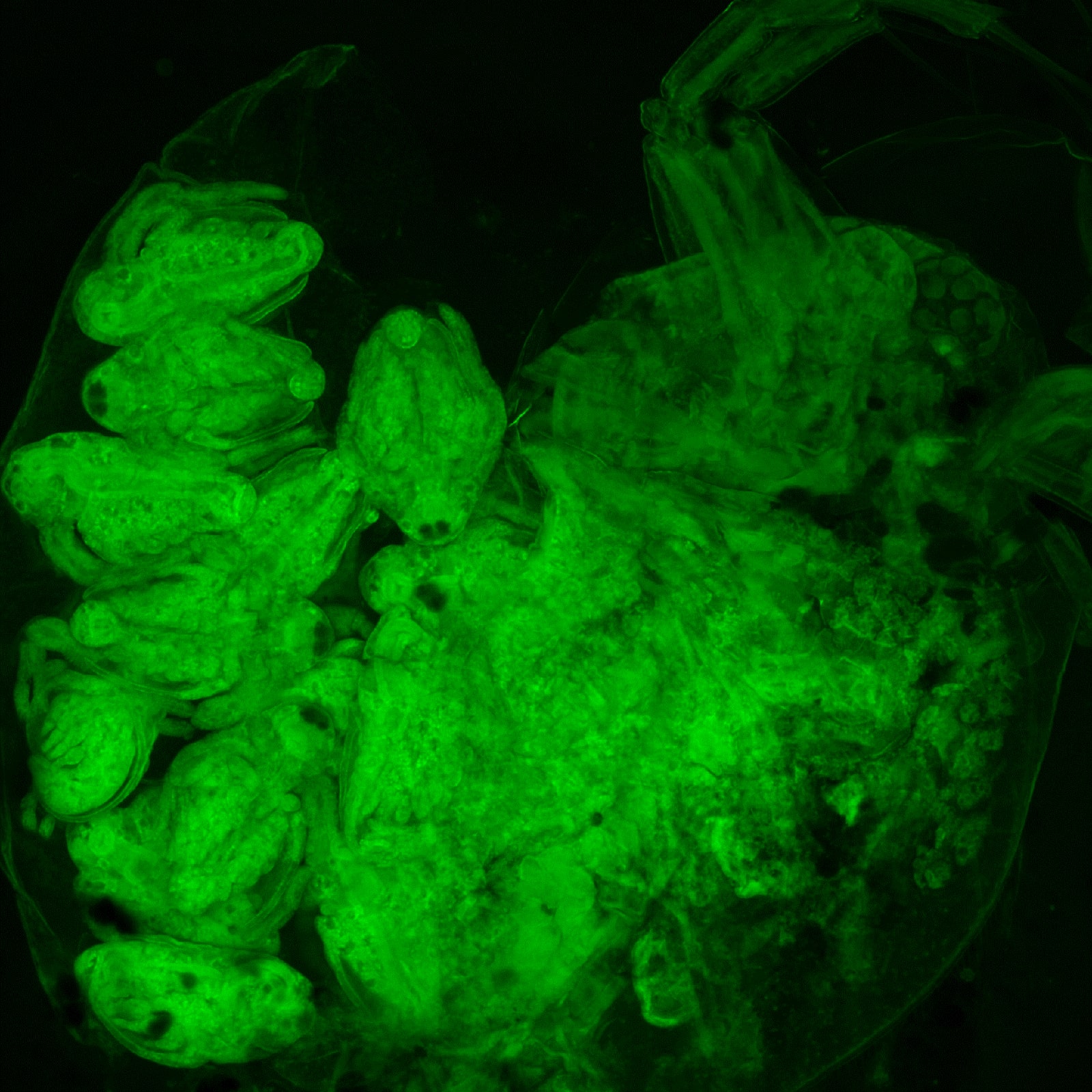Daphnia_V2-standard_Green-.jpg
