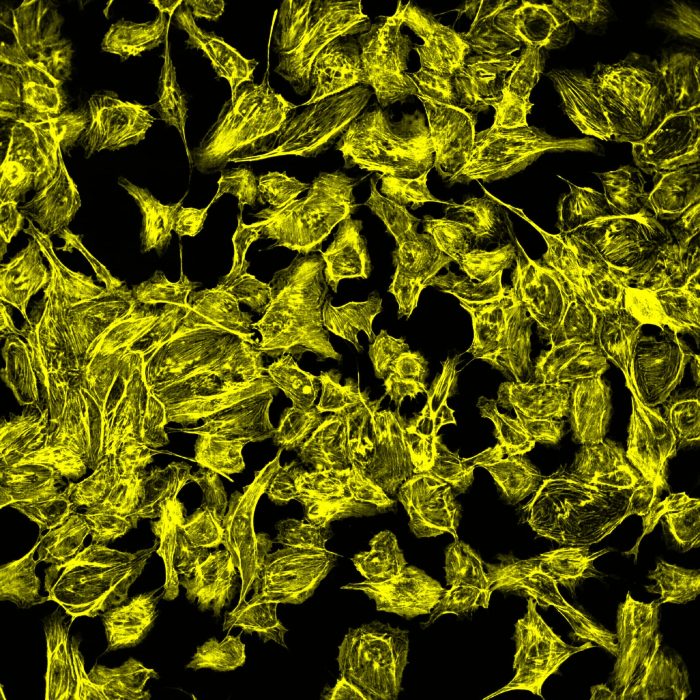 Fluorescence-imaging-of-a-cell-monolayer.jpg