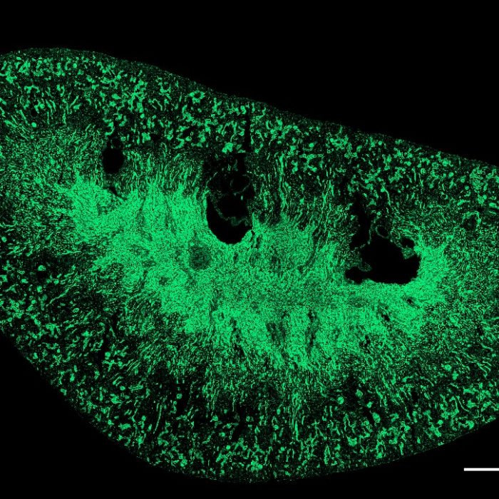 MKwhole_20x_CICERO_GFP_Panda-18mm_Celesta_snap-min.jpg